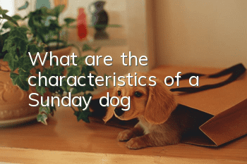 What are the characteristics of a Sunday dog?