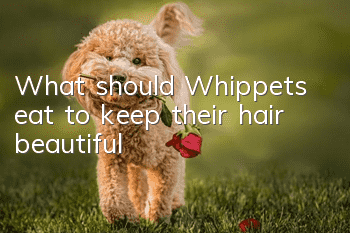 What should Whippets eat to keep their hair beautiful?