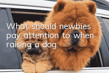 What should newbies pay attention to when raising a dog?
