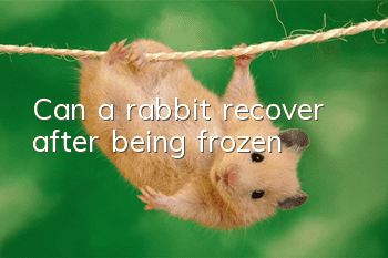 Can a rabbit recover after being frozen?