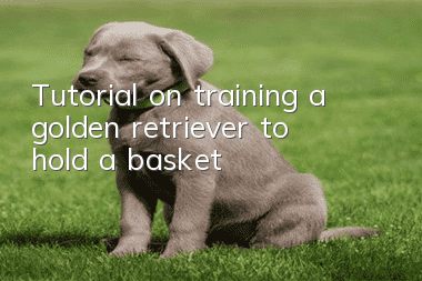 Tutorial on training a golden retriever to hold a basket