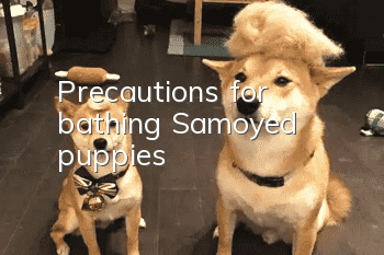 Precautions for bathing Samoyed puppies