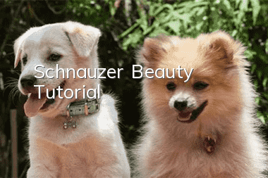 Schnauzer Beauty Tutorial