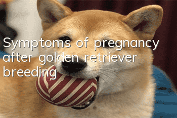 Symptoms of pregnancy after golden retriever breeding