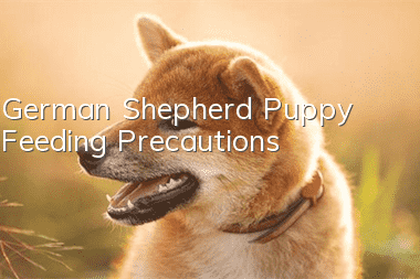 German Shepherd Puppy Feeding Precautions