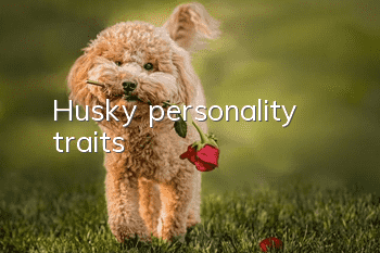 Husky personality traits