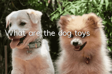 What are the dog toys?
