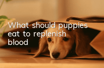What should puppies eat to replenish blood?