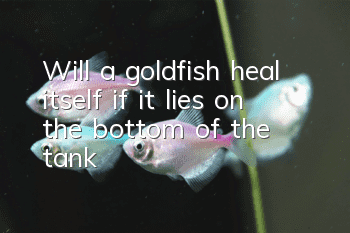Will a goldfish heal itself if it lies on the bottom of the tank?