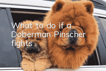 What to do if a Doberman Pinscher fights