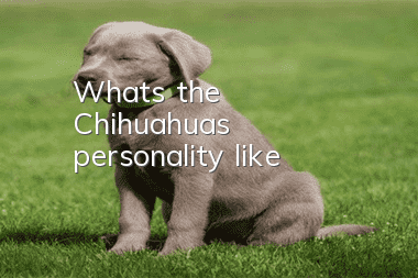 What's the Chihuahua's personality like?