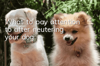 What to pay attention to after neutering your dog