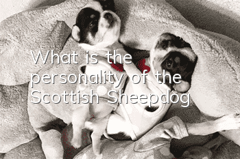 What is the personality of the Scottish Sheepdog?