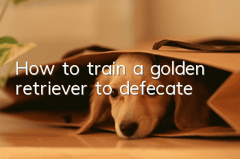 How to train a golden retriever to defecate