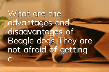 What are the advantages and disadvantages of Beagle dogs? They are not afraid of getting close to each other, but they bark loudly.
