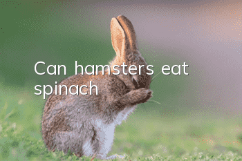 Can hamsters eat spinach?