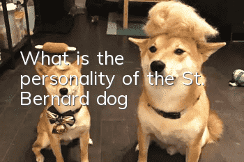 What is the personality of the St. Bernard dog?