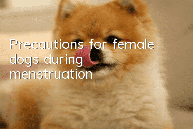 Precautions for female dogs during menstruation