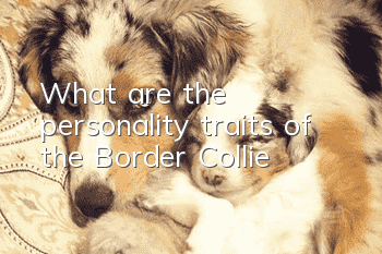 What are the personality traits of the Border Collie?