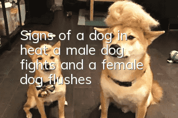Signs of a dog in heat: a male dog fights and a female dog flushes