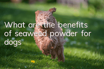 What are the benefits of seaweed powder for dogs?