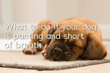 What to do if your dog is panting and short of breath