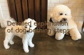 Detailed explanation of dog bathing steps