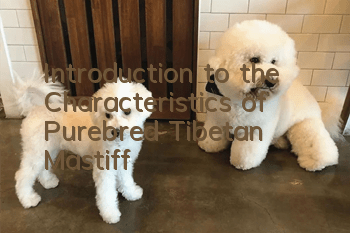 Introduction to the Characteristics of Purebred Tibetan Mastiff
