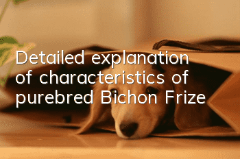 Detailed explanation of characteristics of purebred Bichon Frize