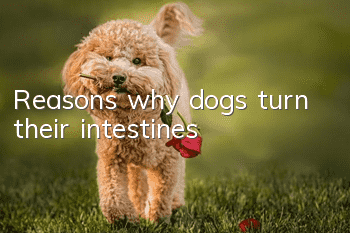 Reasons why dogs turn their intestines
