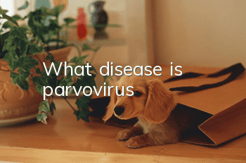 What disease is parvovirus?
