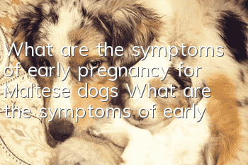 What are the symptoms of early pregnancy for Maltese dogs? What are the symptoms of early pregnancy for Maltese dogs?