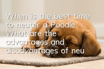 When is the best time to neuter a Poodle? What are the advantages and disadvantages of neutering a Poodle?