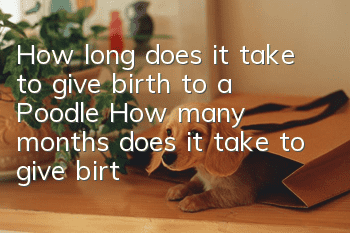 How long does it take to give birth to a Poodle? How many months does it take to give birth to a Poodle?