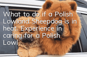 What to do if a Polish Lowland Sheepdog is in heat. Experience in caring for a Polish Lowland Sheepdog in heat.