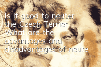 Is it good to neuter the Czech Terrier? What are the advantages and disadvantages of neutering the Czech Terrier?