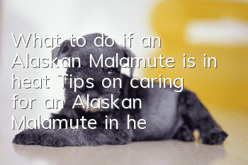 What to do if an Alaskan Malamute is in heat? Tips on caring for an Alaskan Malamute in heat