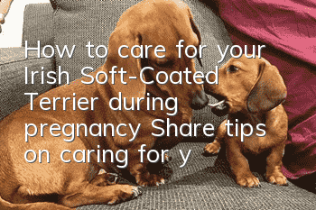 How to care for your Irish Soft-Coated Terrier during pregnancy Share tips on caring for your Irish Soft-Coated Terrier during pregnancy