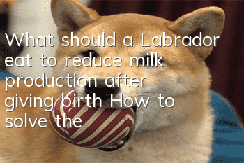 What should a Labrador eat to reduce milk production after giving birth? How to solve the problem of Labrador having no milk after giving birth?