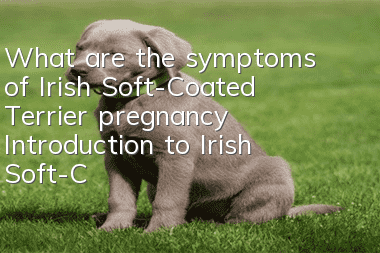 What are the symptoms of Irish Soft-Coated Terrier pregnancy? Introduction to Irish Soft-Coated Terrier pregnancy symptoms
