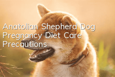 Anatolian Shepherd Dog Pregnancy Diet Care Precautions
