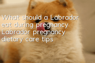 What should a Labrador eat during pregnancy? Labrador pregnancy dietary care tips