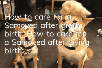 How to care for a Samoyed after giving birth. How to care for a Samoyed after giving birth.