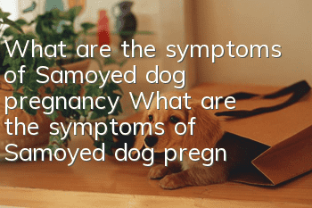 What are the symptoms of Samoyed dog pregnancy? What are the symptoms of Samoyed dog pregnancy?