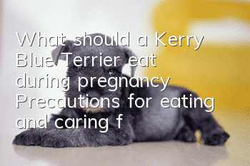 What should a Kerry Blue Terrier eat during pregnancy? Precautions for eating and caring for a Kerry Blue Terrier during pregnancy.