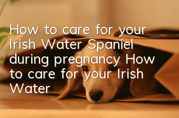 How to care for your Irish Water Spaniel during pregnancy How to care for your Irish Water Spaniel during pregnancy