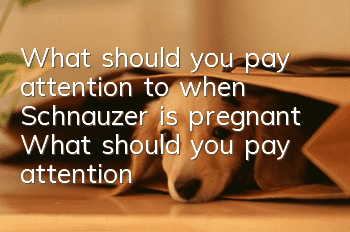 What should you pay attention to when Schnauzer is pregnant? What should you pay attention to when Schnauzer is pregnant?