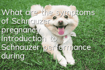 What are the symptoms of Schnauzer pregnancy? Introduction to Schnauzer performance during pregnancy
