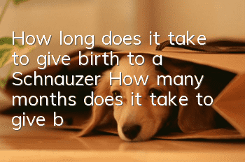 How long does it take to give birth to a Schnauzer? How many months does it take to give birth to a Schnauzer?