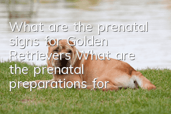 What are the prenatal signs for Golden Retrievers? What are the prenatal preparations for Golden Retrievers?